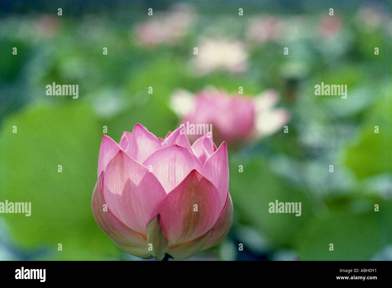 AMA LA NATURA76979 closeup concettuale astratto che mostra wild fiore di loto Foto Stock