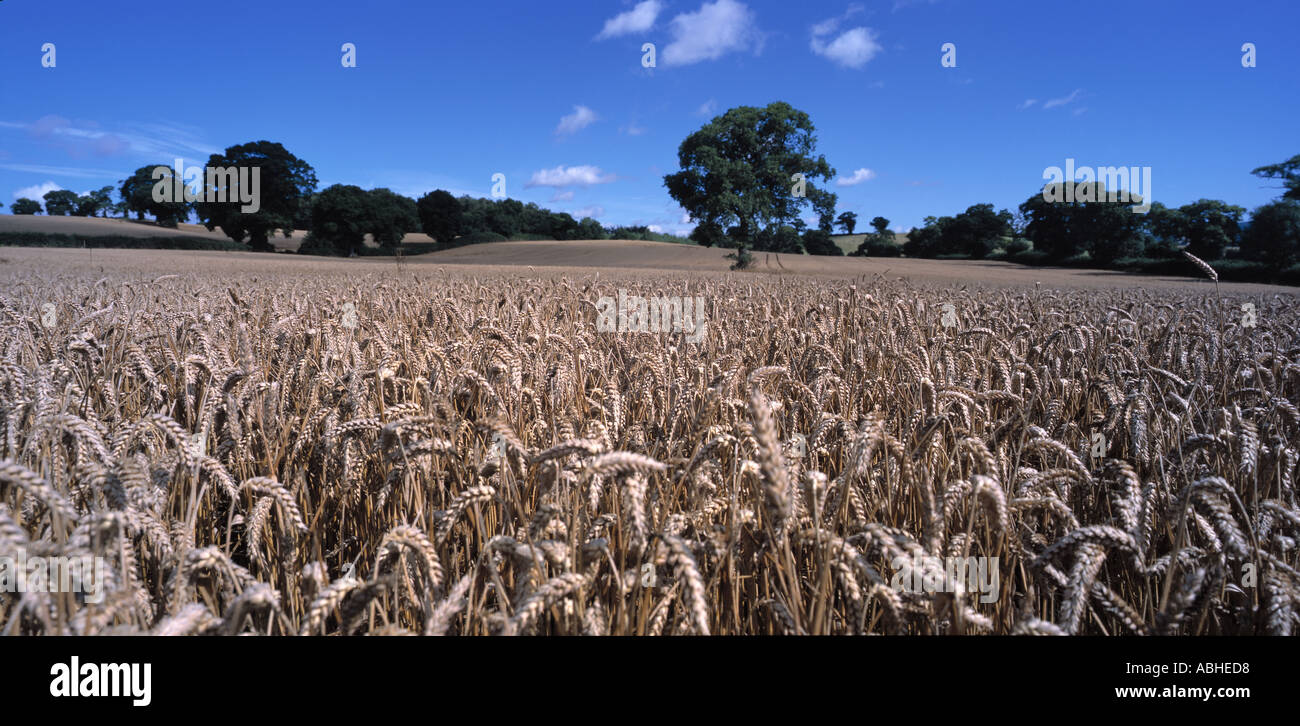 Vista panoramica di una golden raccolto di grano maturo Devon Foto Stock