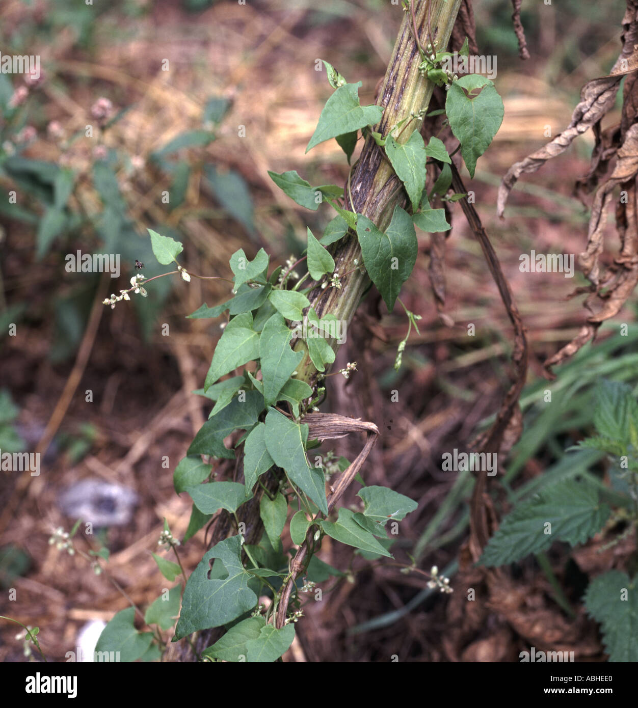 Fioritura black centinodia Bilderdykia convolvulus avvolgendo un impianto di supporto Foto Stock