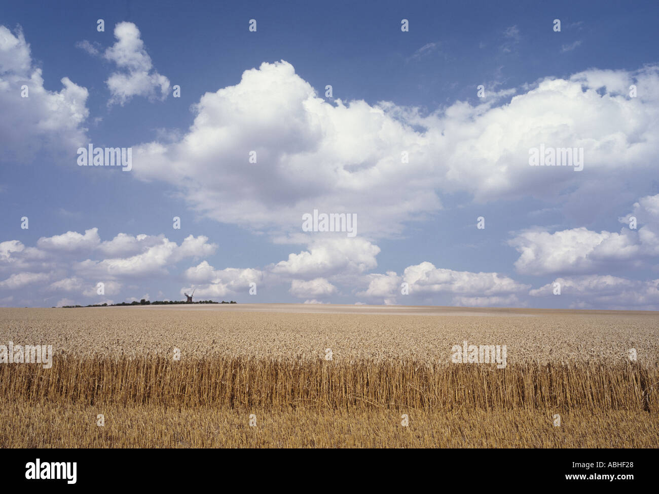 Ampio angolo di visione di grano in orecchio maturi durante il raccolto con una faccia di taglio e Wilton mulino a vento a distanza Foto Stock