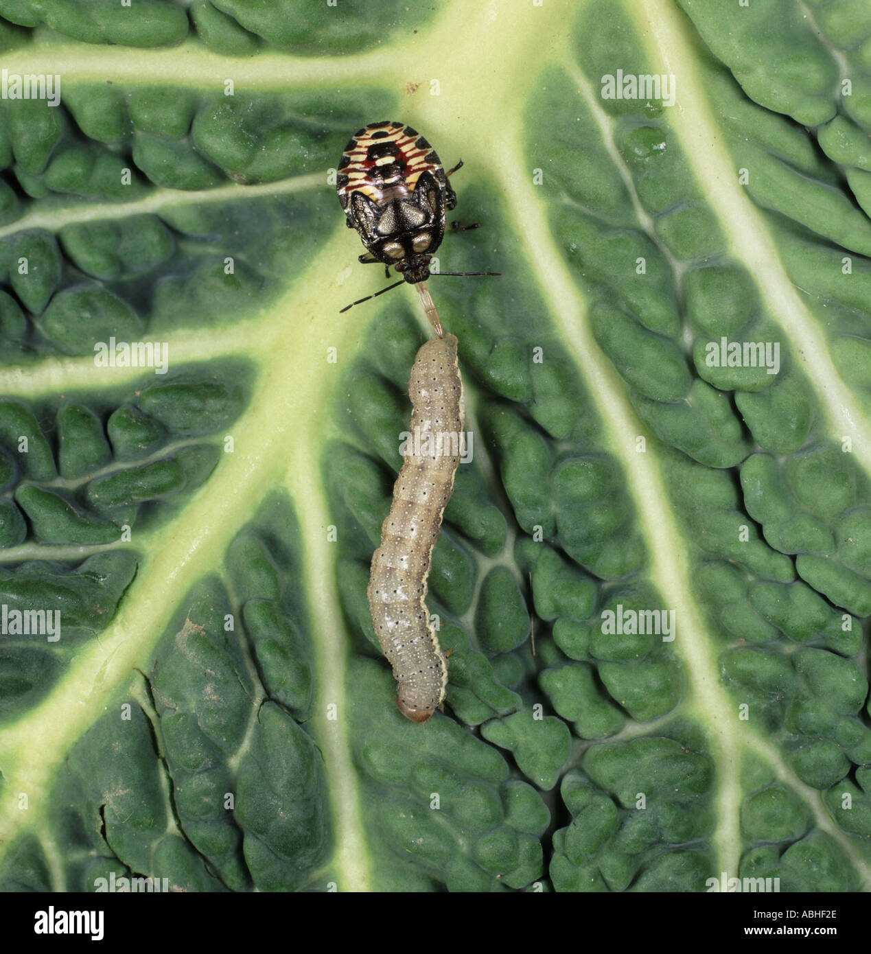 Predatori di stink bug Podisus maculiventris ninfa con caterpillar preda sulla lamina Foto Stock