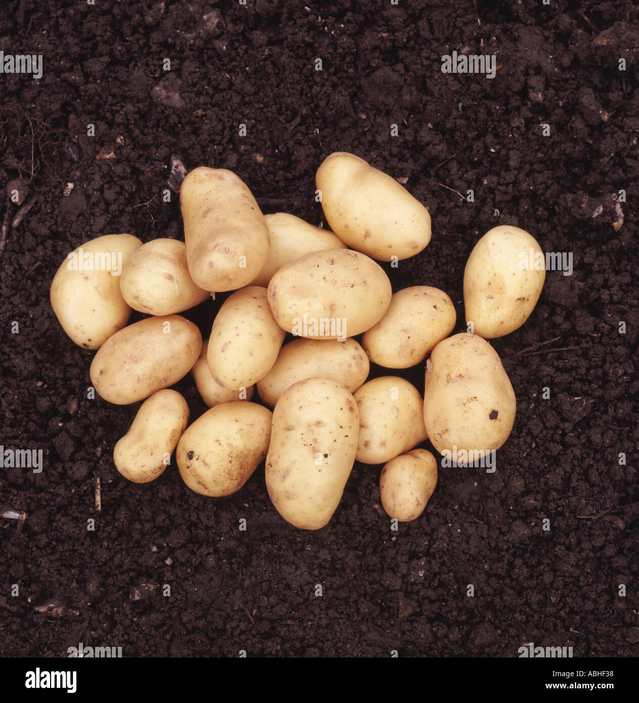 Charlotte varietà i tuberi di patata sul terreno dopo il raccolto Foto Stock