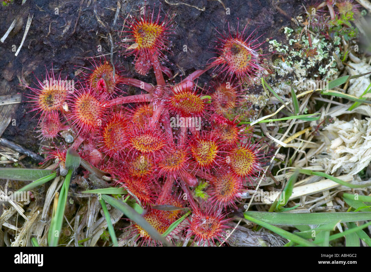 Sundew comune Drosera rotundifolia su sollevato bog Foto Stock