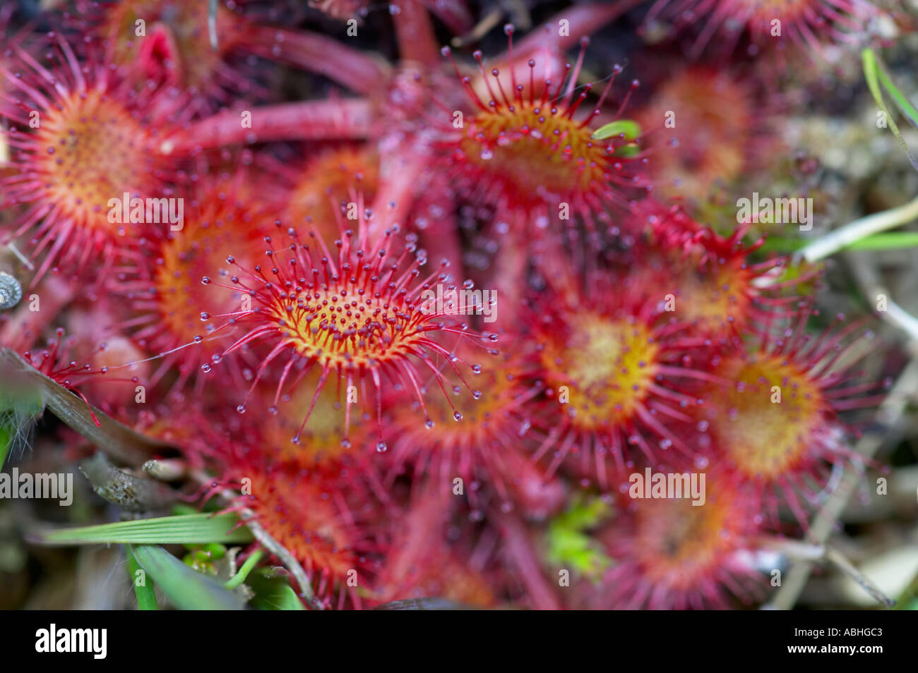 Sundew comune Drosera rotundifolia su sollevato bog Foto Stock