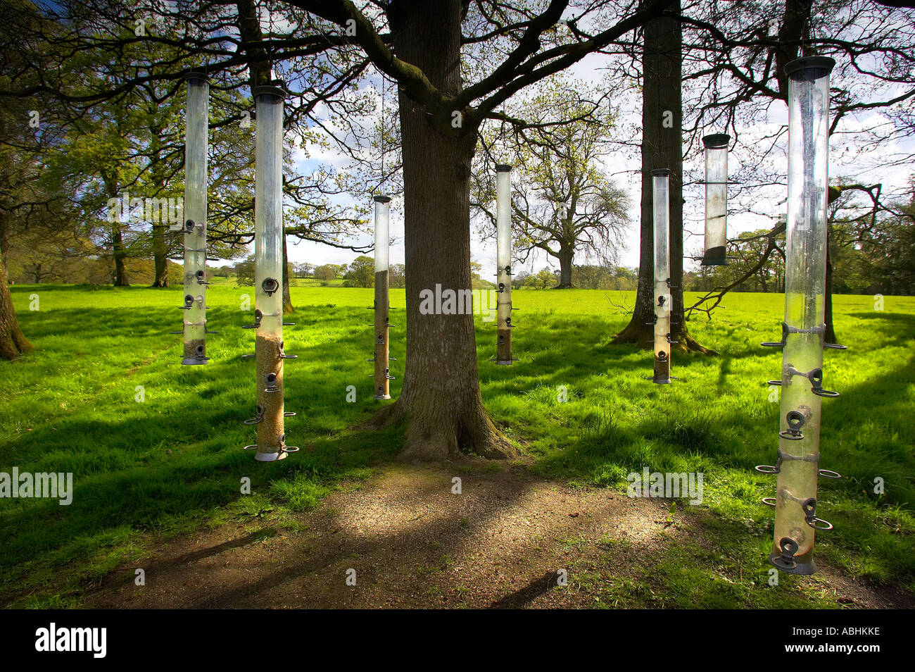 Gli alimentatori di uccelli appesi gli alberi in Devon Foto Stock
