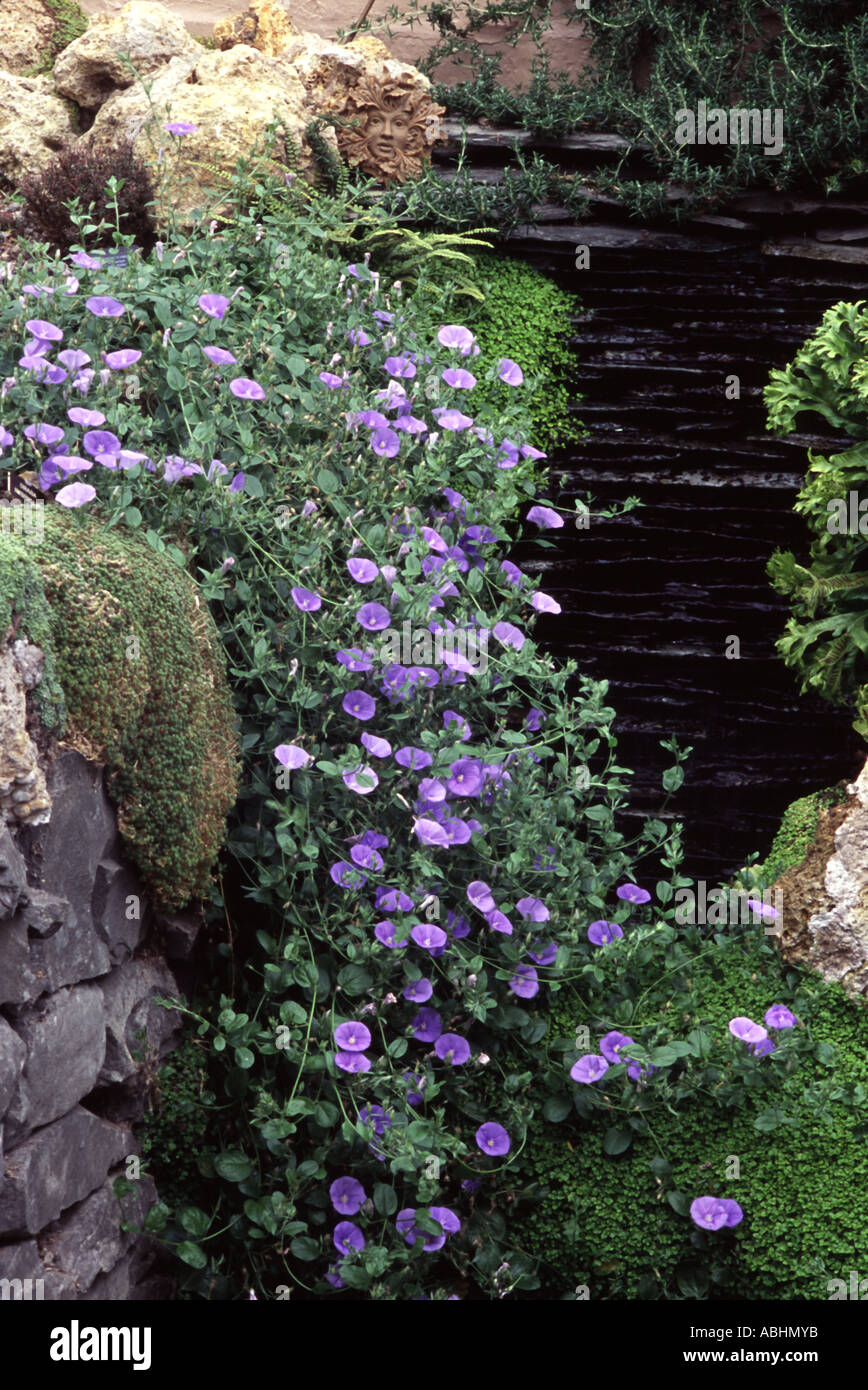 Convolvulus sabatius Foto Stock
