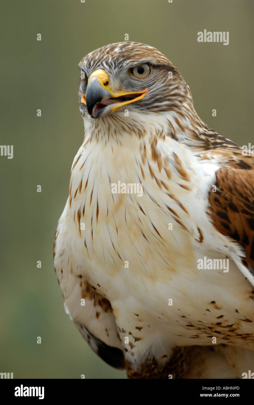 Falco ferruginosa, Buteo regalis, close-up di testa e corpo Foto Stock