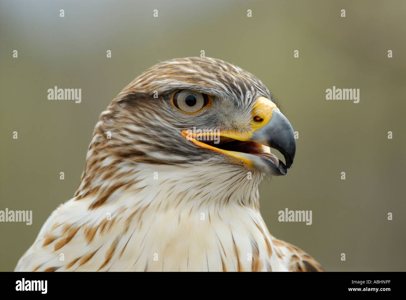 Falco ferruginosa, Buteo regalis, close-up di testa guardando a lato Foto Stock