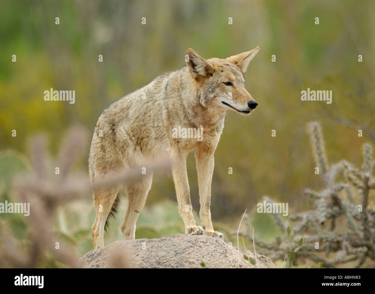 Coyote, Canis latrans, in habitat nel deserto Foto Stock