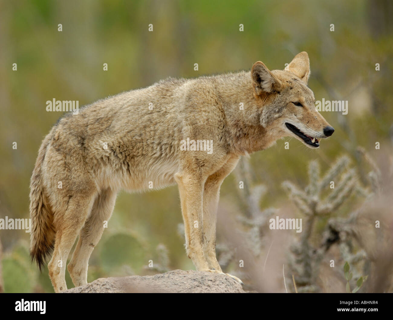 Coyote, Canis latrans, in habitat nel deserto Foto Stock