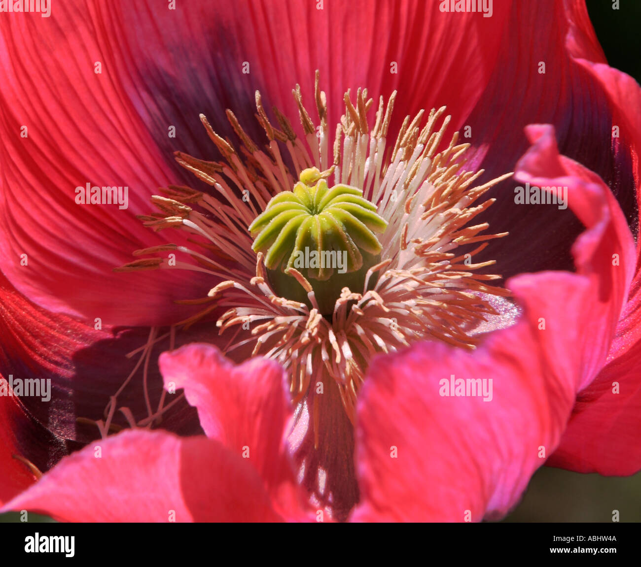 Immagine del centro di una grande rosa che mostra di papavero stami Foto Stock