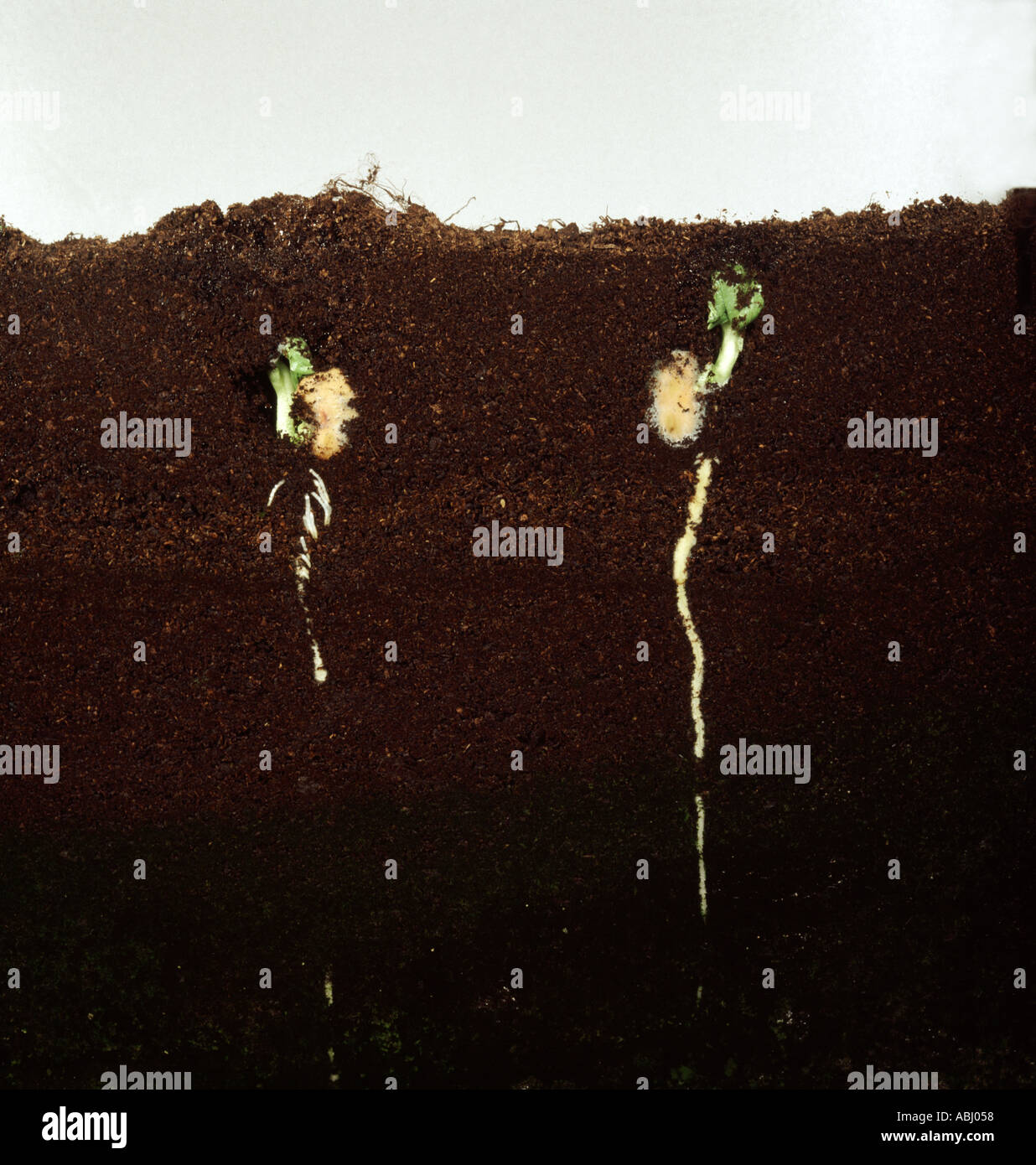 Fagiolo di campo di piantine di germinare nel suolo in un bicchiere serbatoio laterale Foto Stock