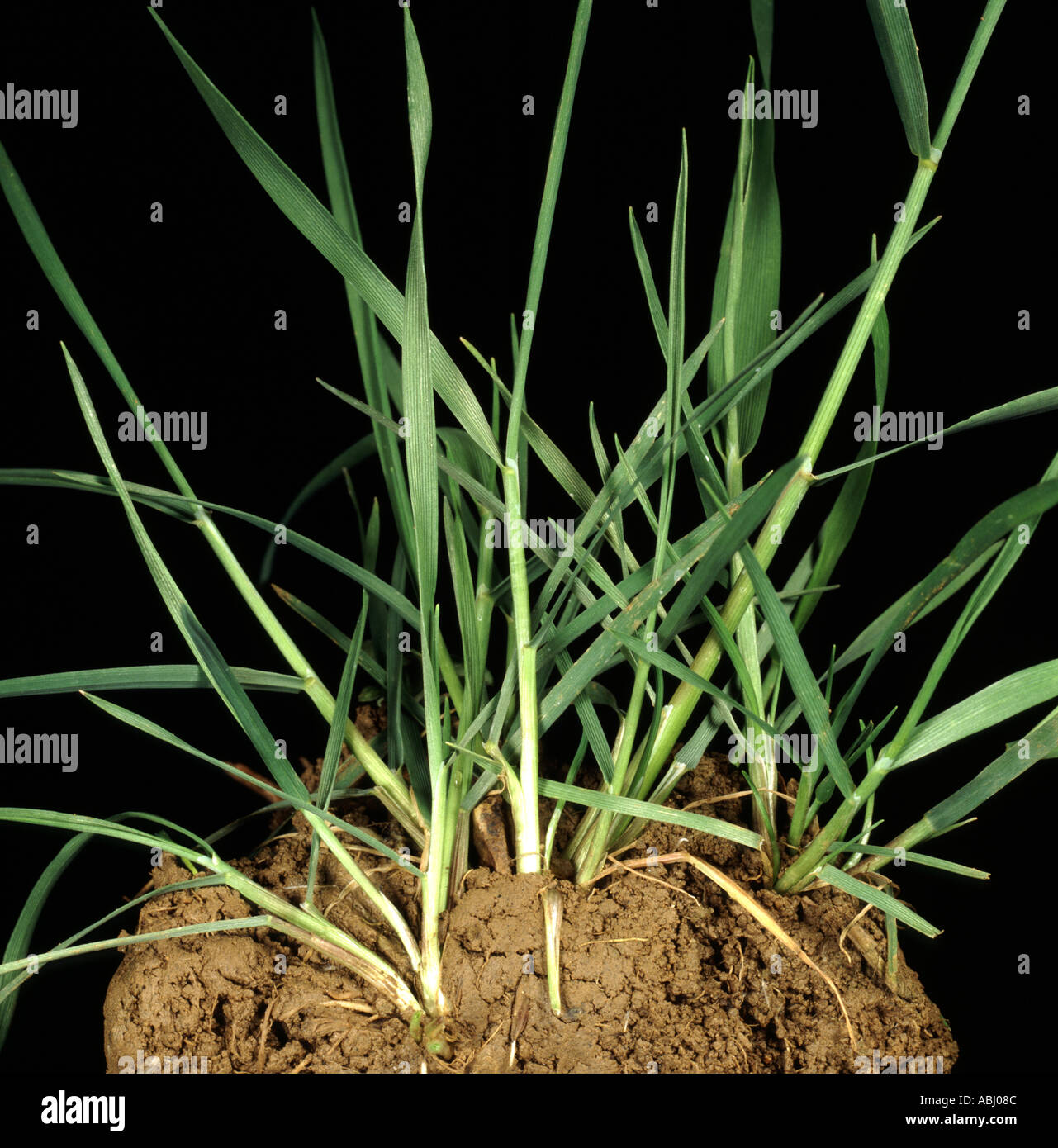 Blackgrass crescente sul suolo ammassarsi campione dal campo shot in studio Foto Stock