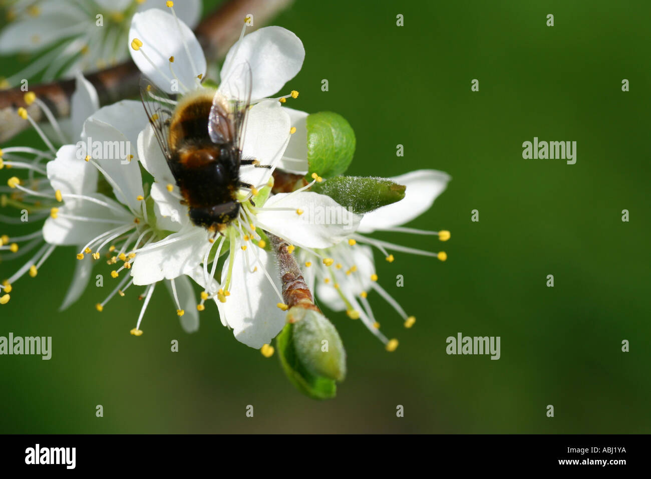 Bumble Bee, bombus terrestris su damson blossom, Blair Atholl, Perthshire, Scotland, Regno Unito Foto Stock