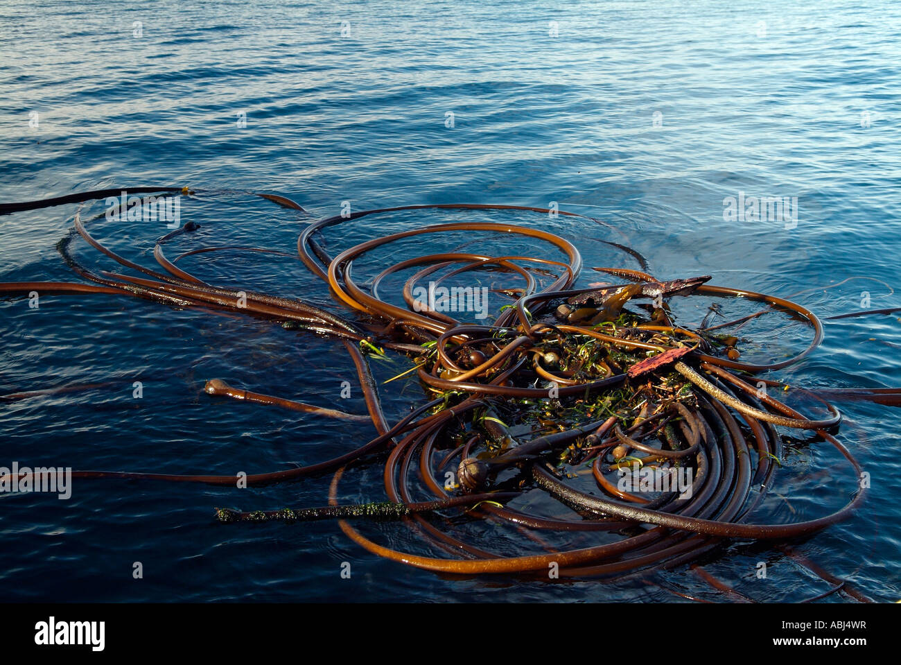 Foresta di bull kelp nel sud dell'isola di Vancouver Foto Stock