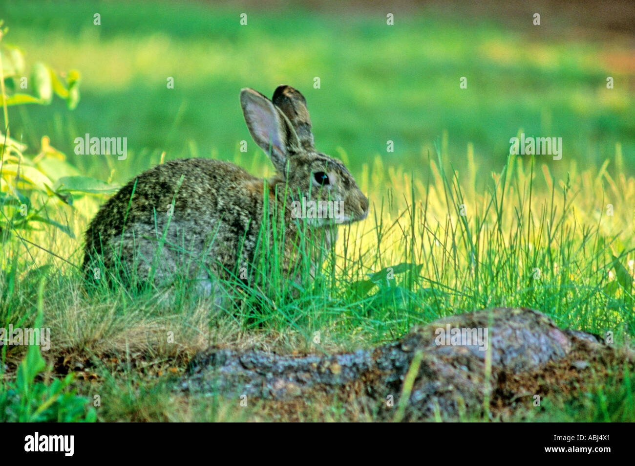 Un coniglio seduto in erba lunga Foto Stock