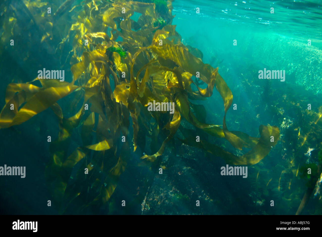 Foresta di bull kelp nel sud dell'isola di Vancouver Foto Stock