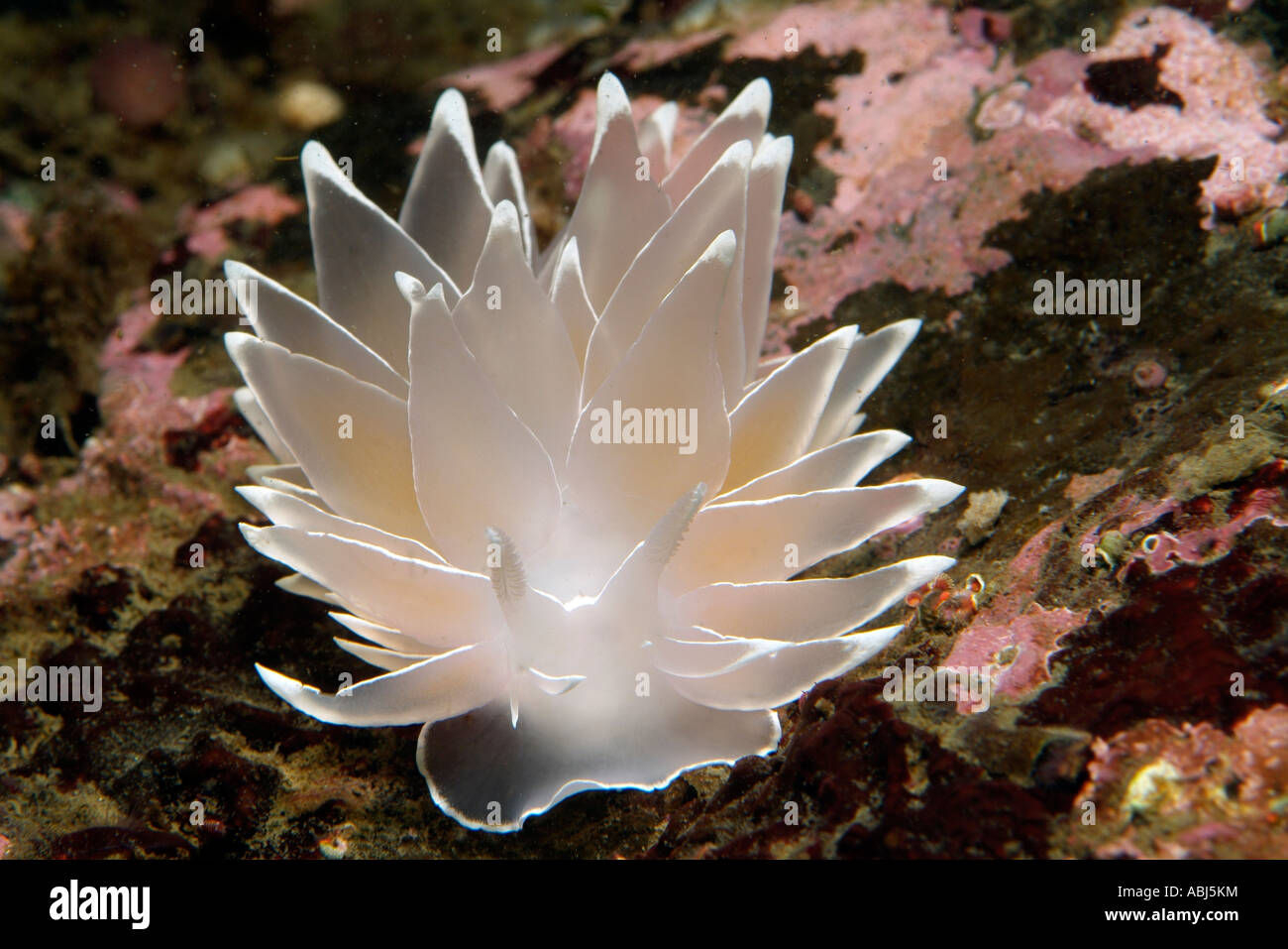 White-rigato nudibranch dirona nel sud dell'isola di Vancouver Foto Stock