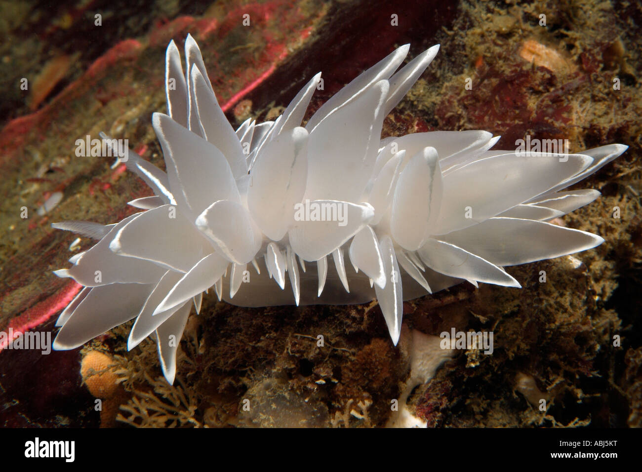 White-rigato nudibranch dirona nel sud dell'isola di Vancouver Foto Stock