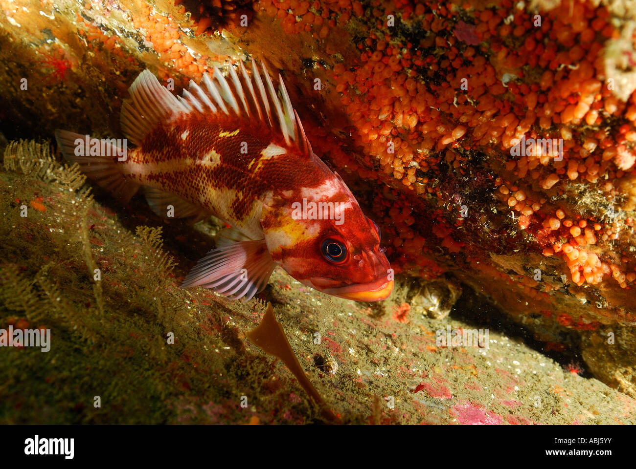 Il pesce di rame nel sud dell'isola di Vancouver Foto Stock