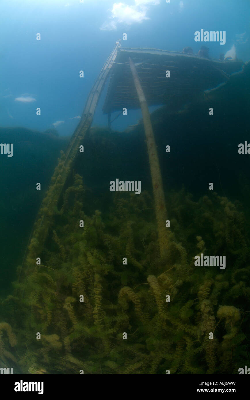 Ponte di immersioni in Clear Spring Lake in Texas Foto Stock