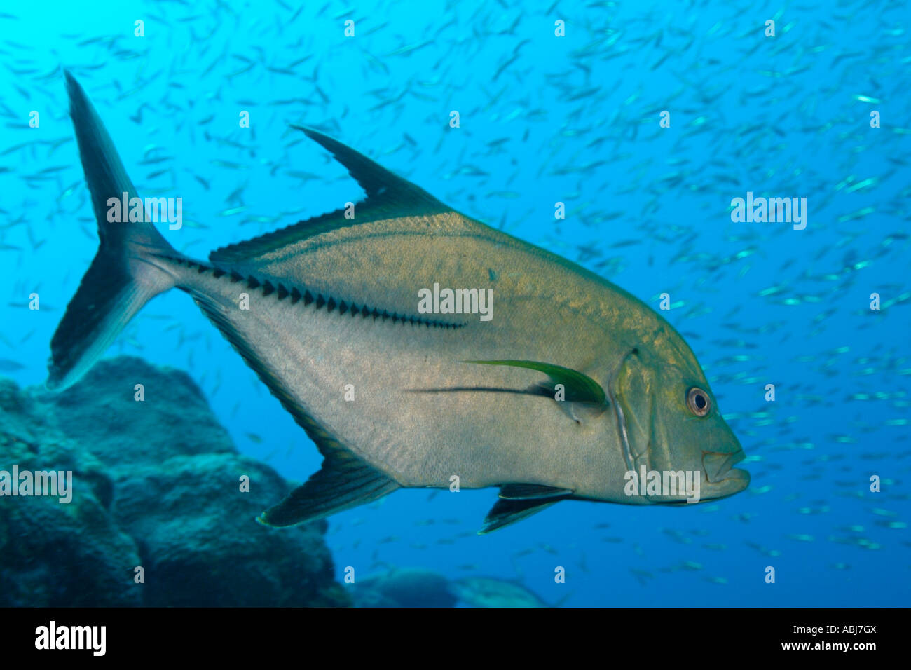 Black jack nel giardino fiorito nel Golfo del Messico off Texas Foto Stock