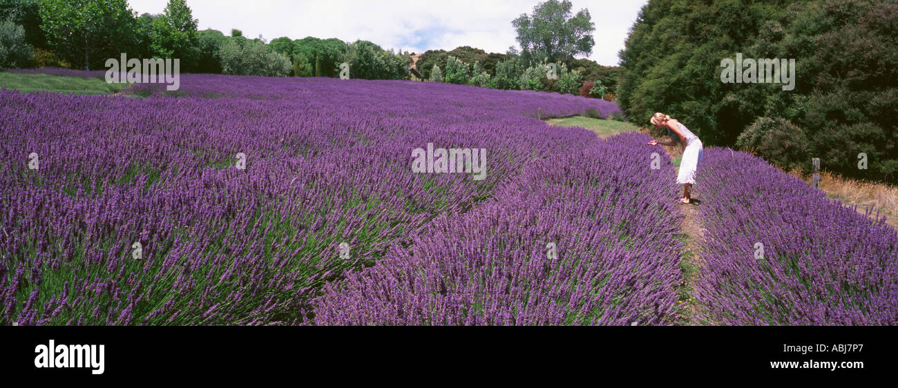 Una donna godendo di un nuovo campo di lavanda Foto Stock