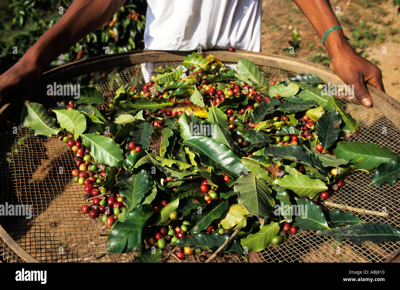 Vale do Paraiba, Brasile. Il caffè raccolto, fagioli e foglie su un setaccio di grandi dimensioni. Foto Stock