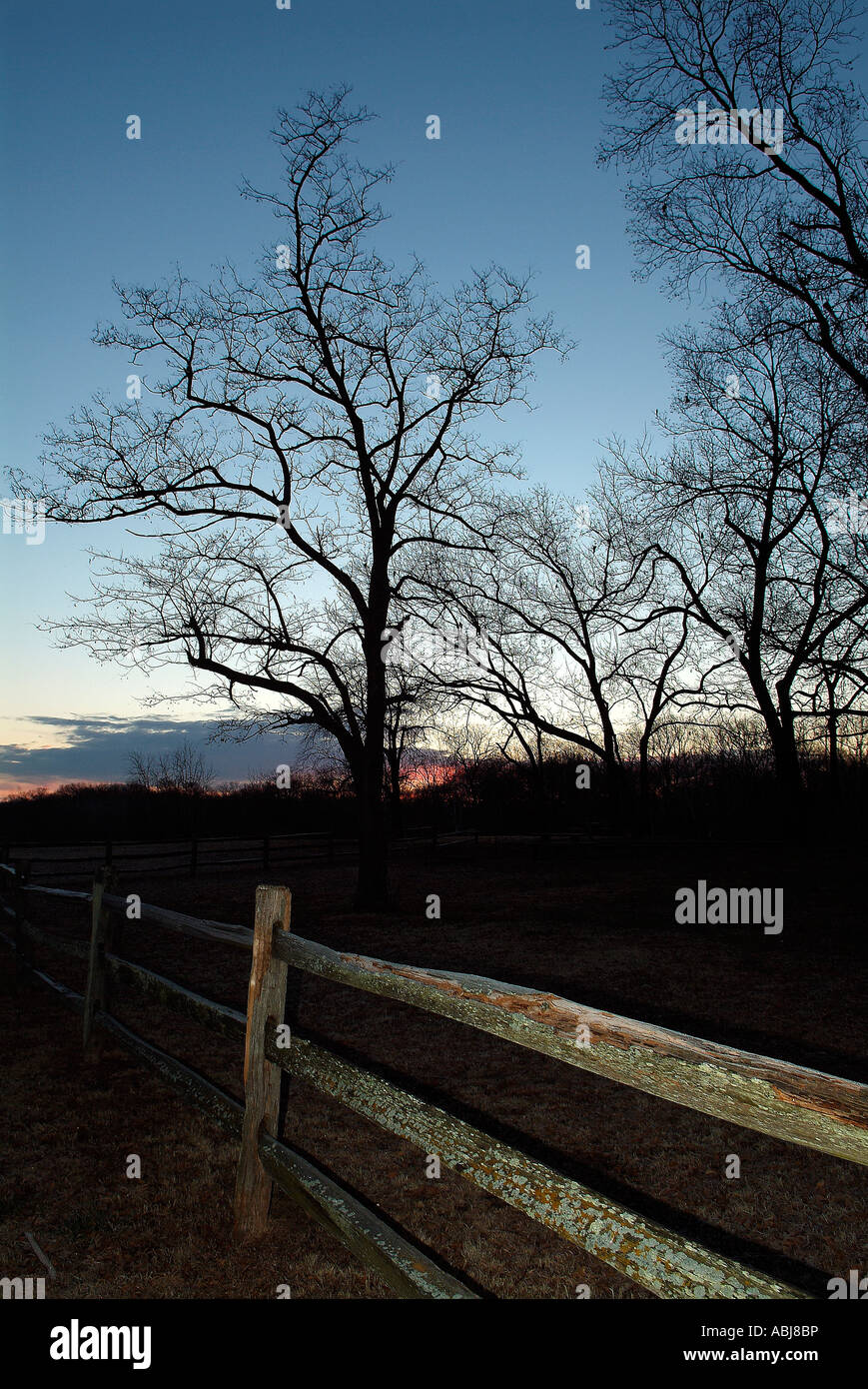 Alberi e recinzioni attorno al lago Texoma in Texas Foto Stock