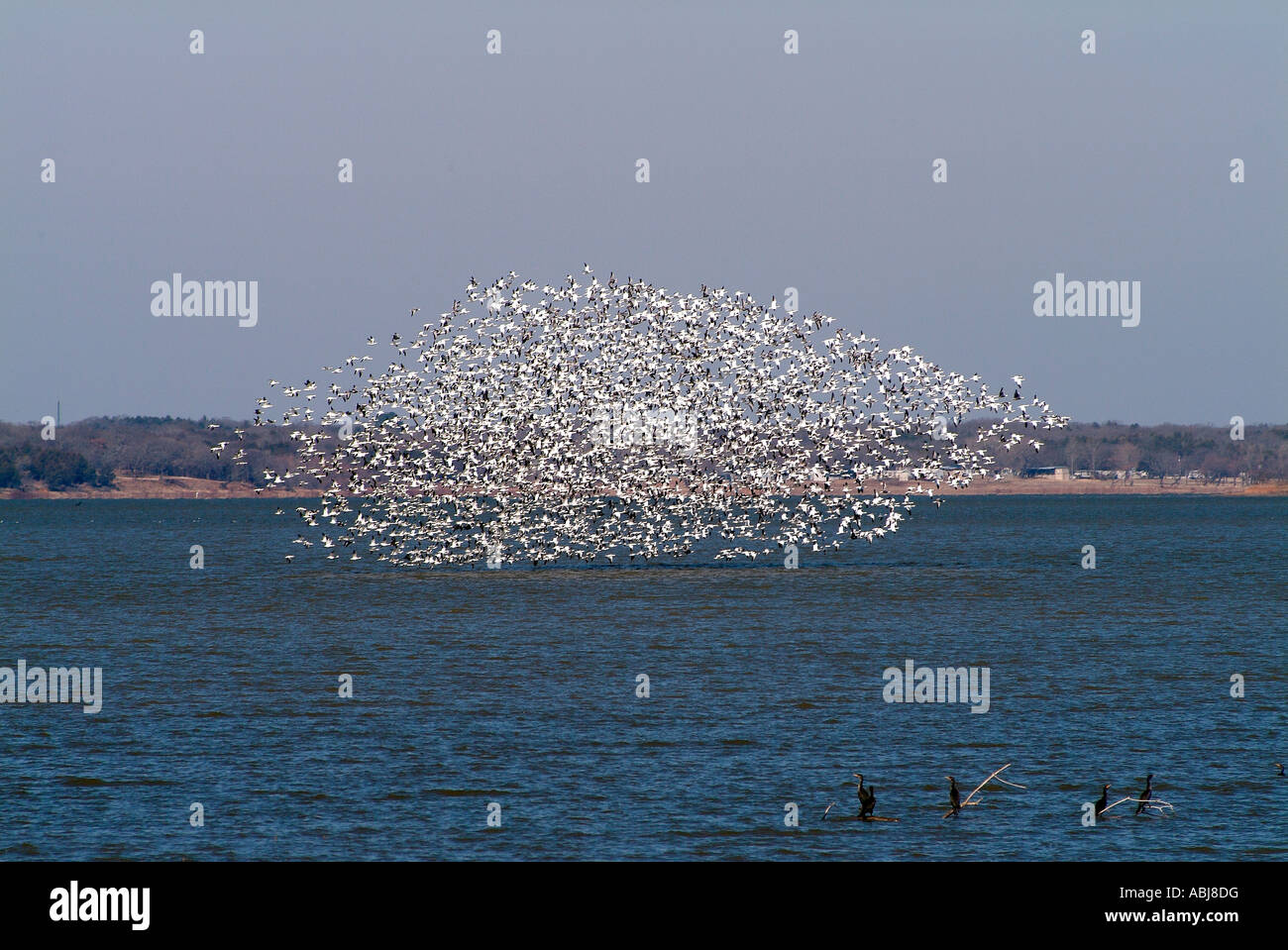 Oche selvatiche in volo sopra il lago Texoma in Texas Foto Stock