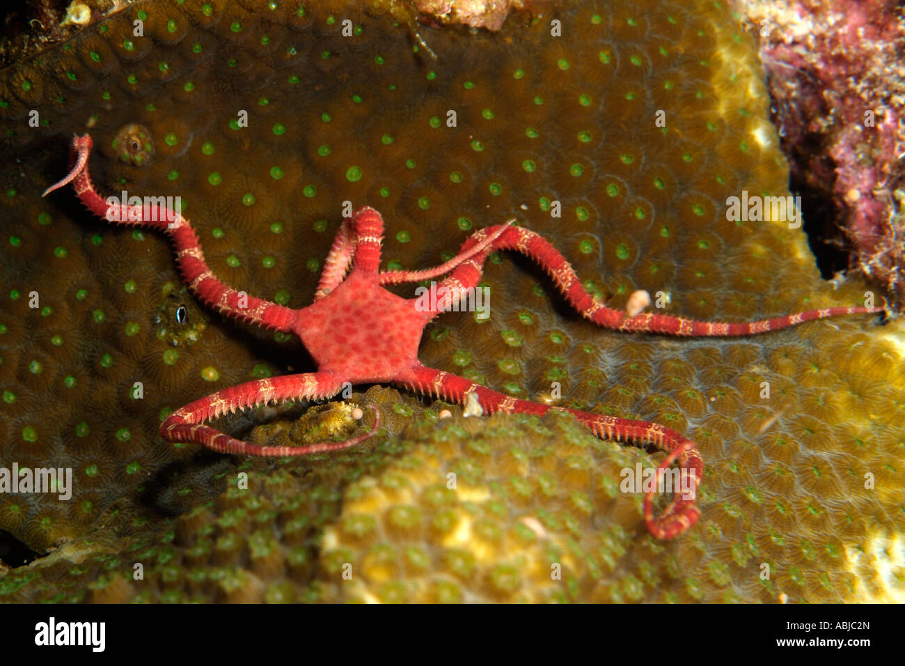 Ruby star fragile nel Golfo del Messico off Texas Foto Stock
