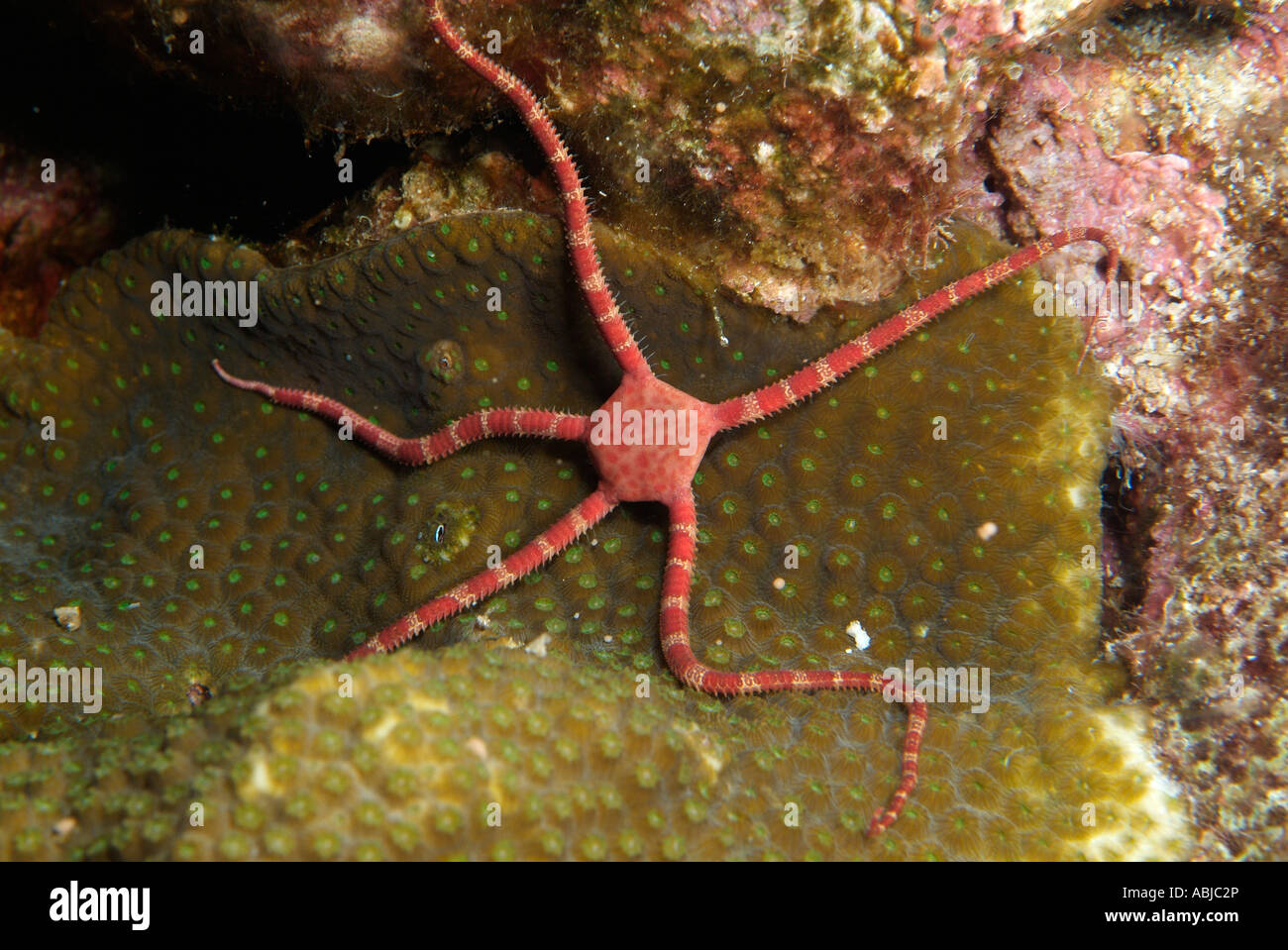 Ruby star fragile nel Golfo del Messico off Texas Foto Stock