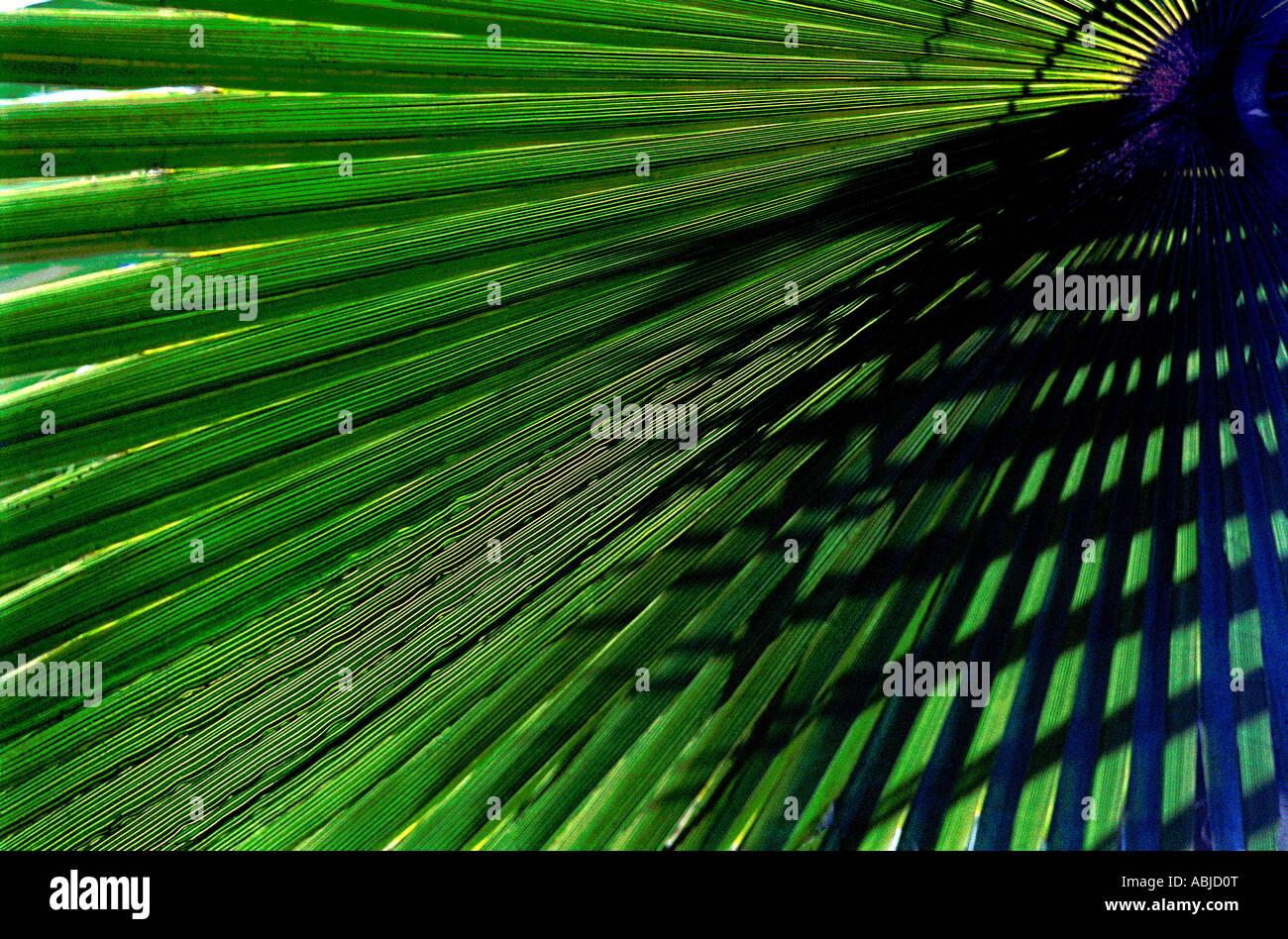 Foglie di palma e fronde come motivi grafici con ombre Foto Stock