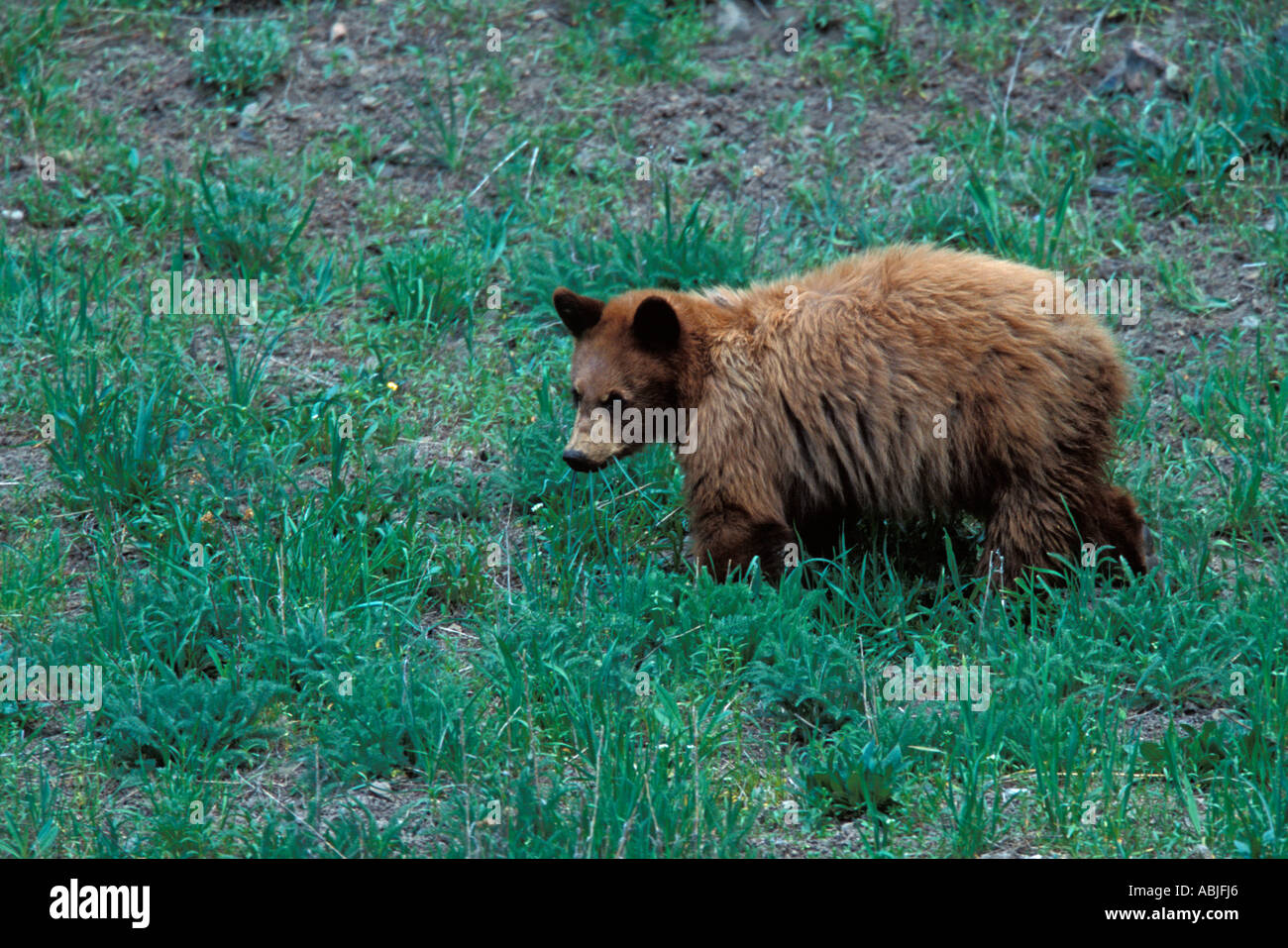 Orso Grizzly. Foto Stock