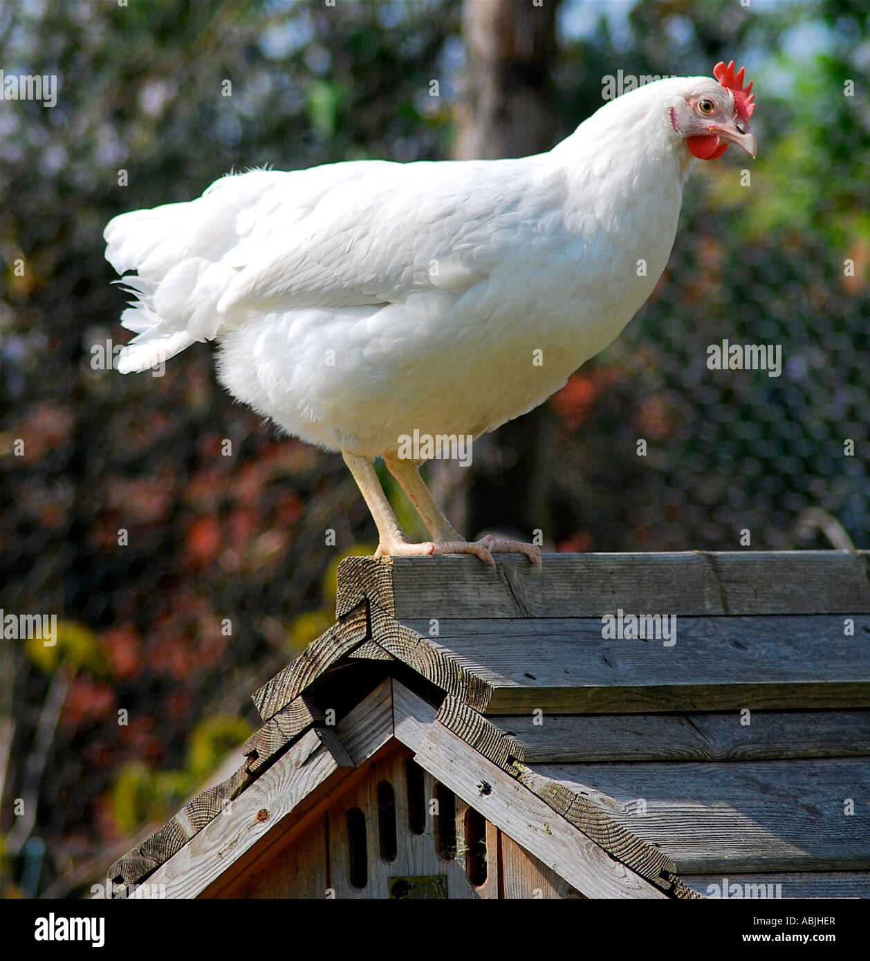 Una gallina. Foto da Paddy McGuinness paddymcguinness Foto Stock