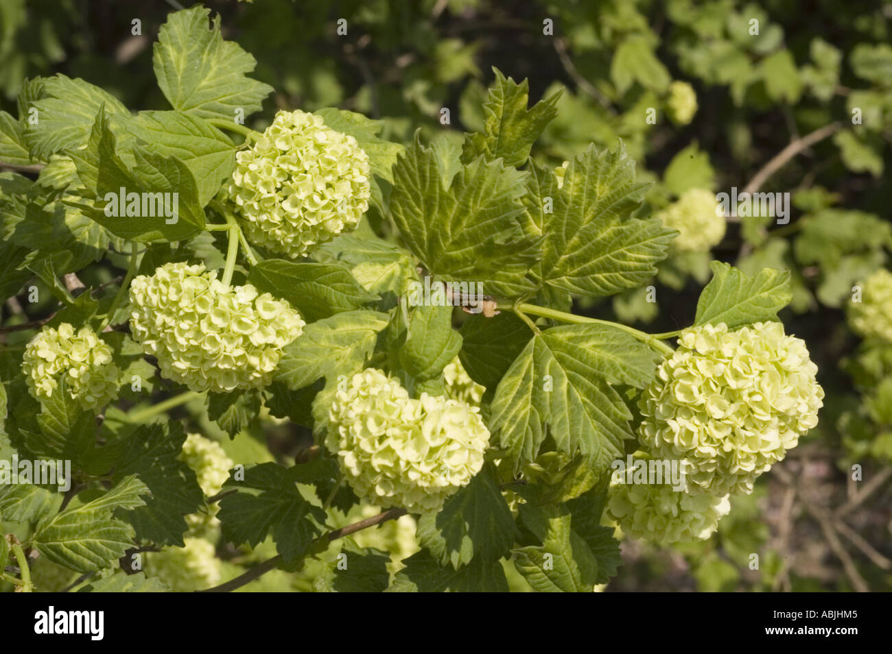 Fiori bianchi di Rose viburno Caprifoliaceae Viburnum opulus roseum Foto Stock