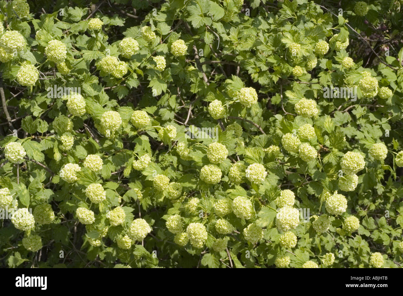 Fiori bianchi di Rose viburno Caprifoliaceae Viburnum opulus roseum Foto Stock
