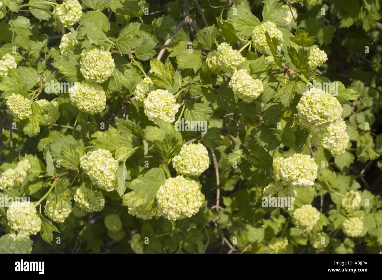 Fiori bianchi di Rose viburno Caprifoliaceae Viburnum opulus roseum Foto Stock