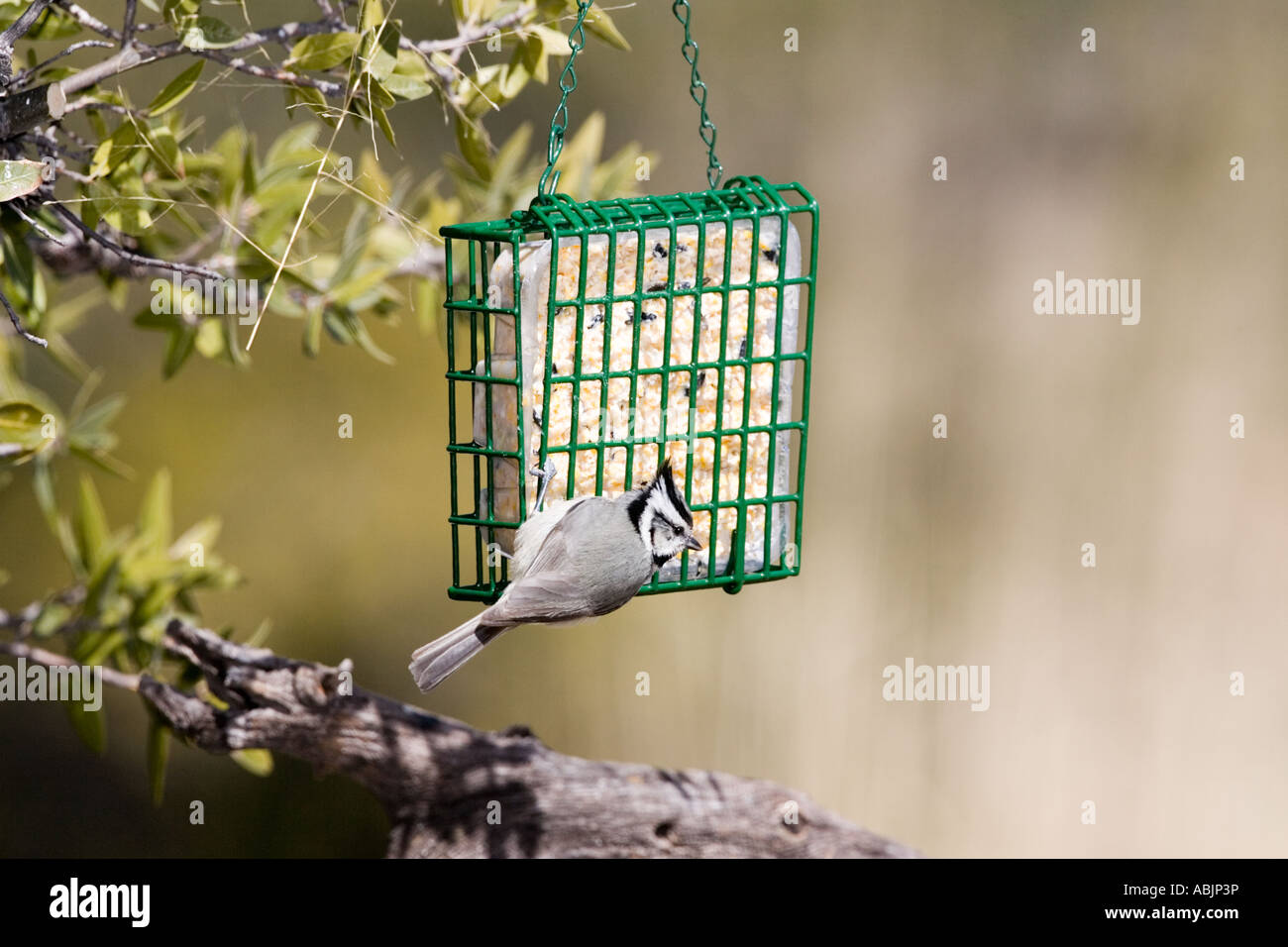 Imbrigliati Cincia Baeolophus wollweberi Sonoita Cochise County Arizona Stati Uniti 25 febbraio adulto presso suet Paridae alimentatore Foto Stock