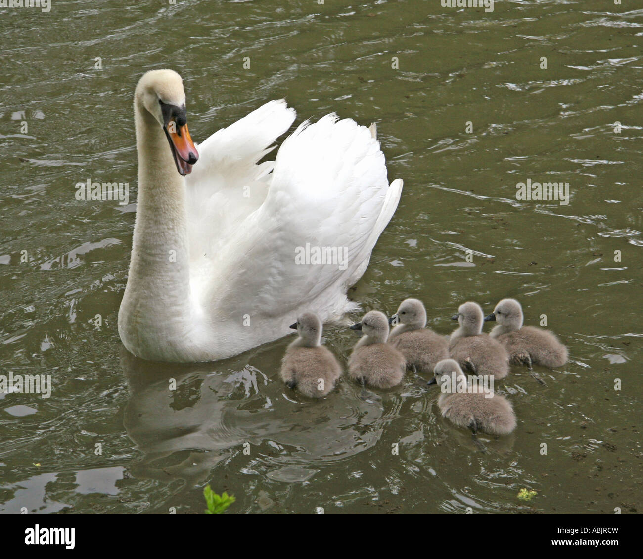 Swan e cygnets Foto Stock