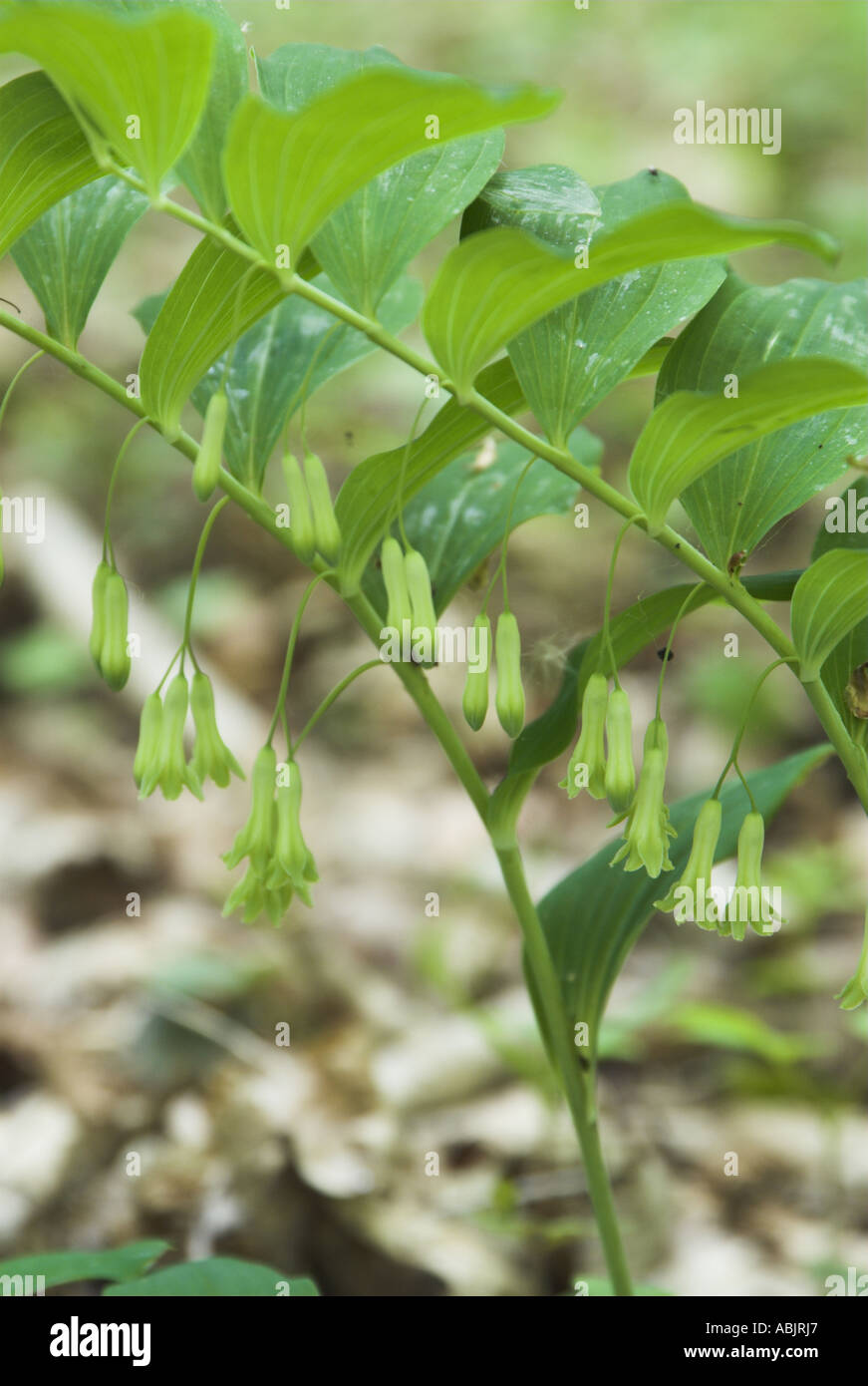 Wild Solomons Seal polygonatum multiflorum vera forma selvatica che cresce in un bosco umido Norfolk Regno Unito può Foto Stock