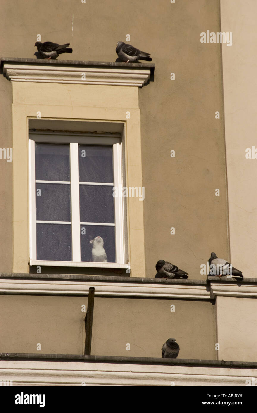Un gatto che guarda attraverso una finestra alle colombe su una sporgenza di un edificio vicino alla Piazza del mercato a Opole, Slesia, Polonia. Foto Stock