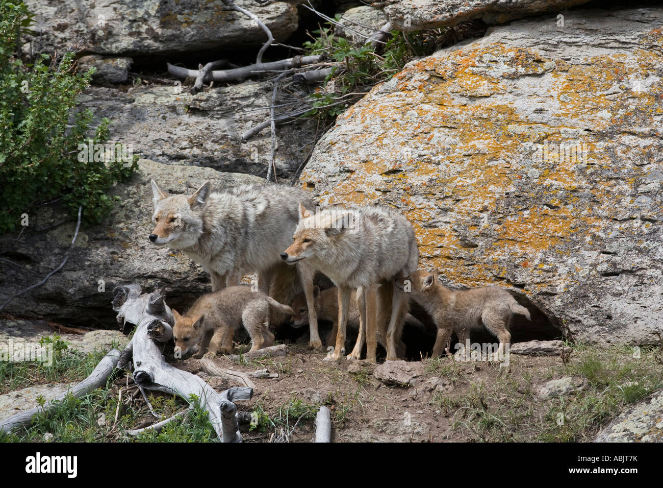 Coyote a den con cuccioli in uno sperone di roccia nel Parco Nazionale di Yellowstone Foto Stock