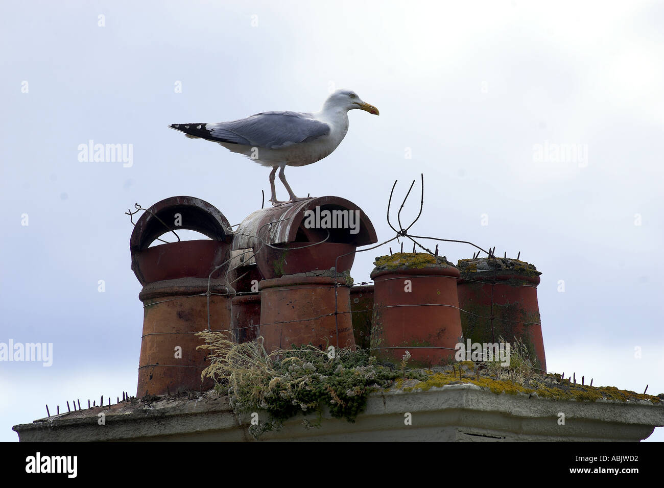 Un gabbiano su un tetto in Budleigh Salterton Devon Foto Stock