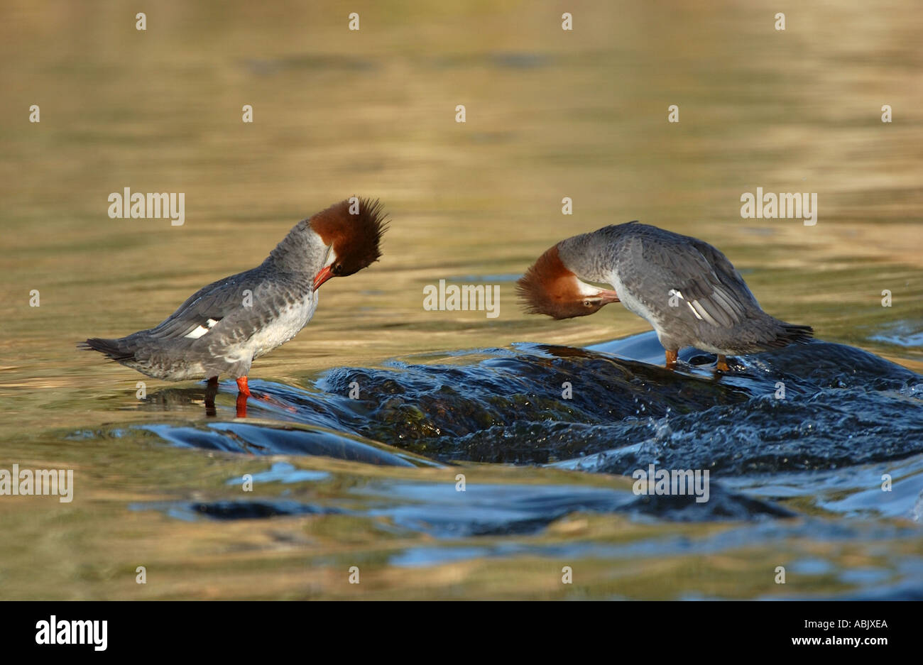 American Mergansers preening in acqua corrente Aalska USA Foto Stock