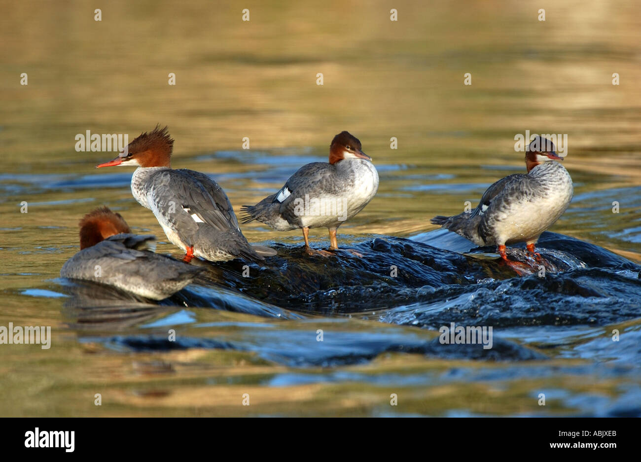 Gruppo di American Mergansers appoggiata in acqua corrente Alaska USA Foto Stock