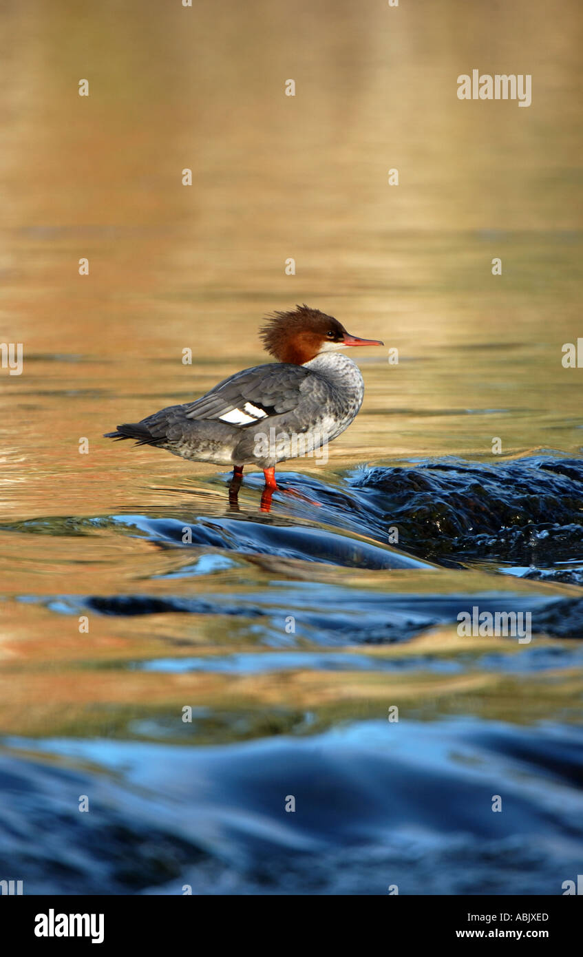American Merganser appoggiata in acqua corrente Alaska USA Foto Stock