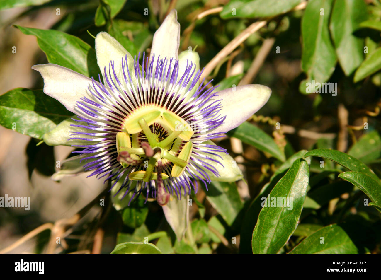 Granadilla Passion fruit flower Positano Italia Foto Stock