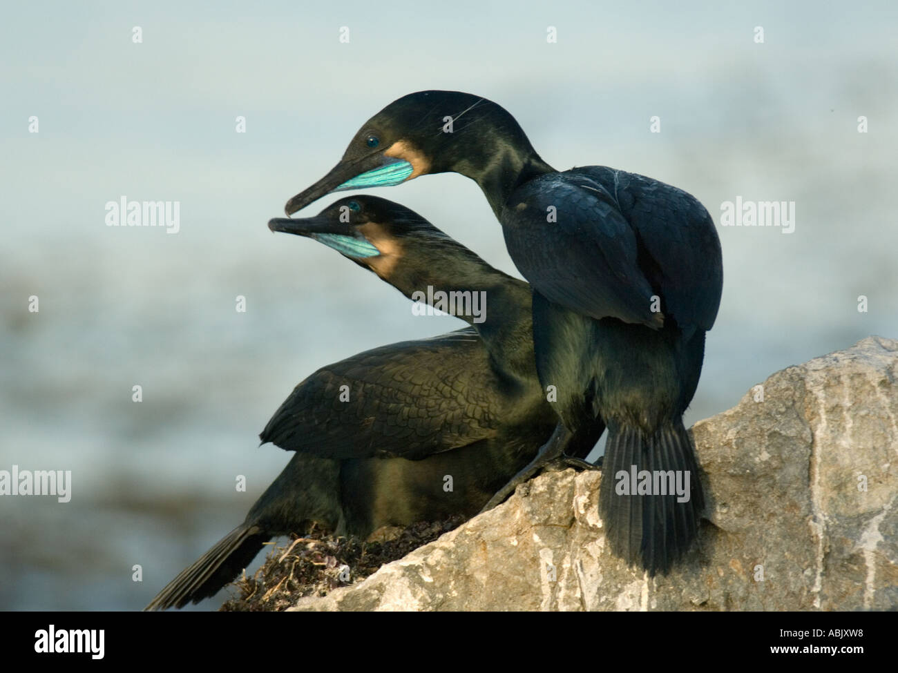 Brandt il cormorano (Phalacrocorax penicillatus) coppia di corteggiamento, Monterey Bay California USA Foto Stock