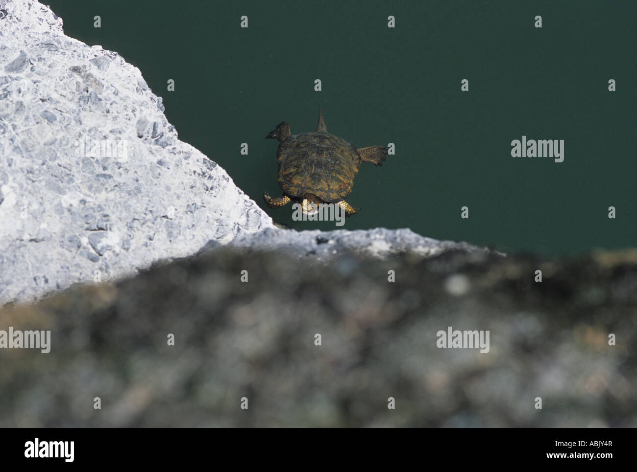 Western pond turtle di riposo in Rogue River Foto Stock
